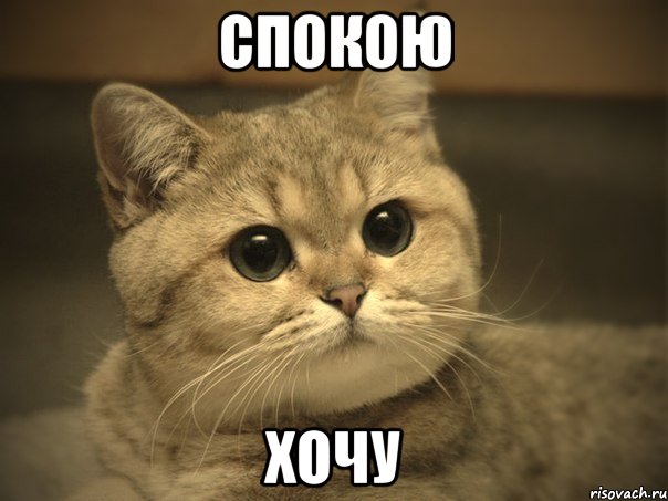спокою хочу, Мем Пидрила ебаная котик