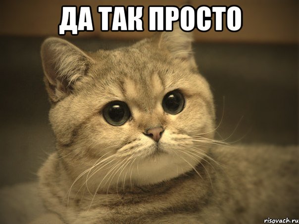 да так просто , Мем Пидрила ебаная котик