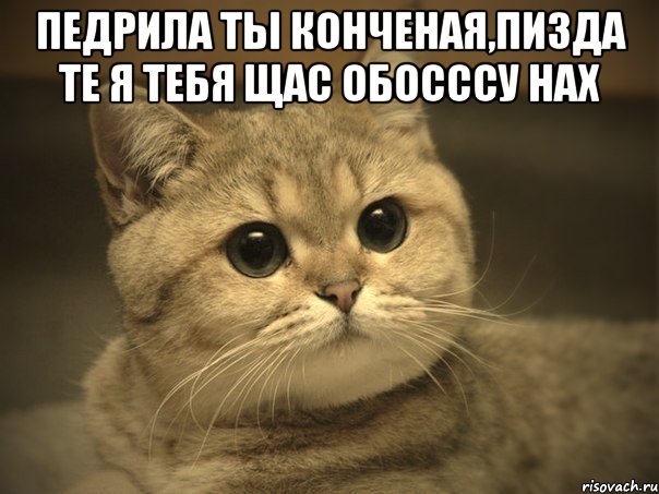 педрила ты конченая,пизда те я тебя щас обосссу нах , Мем Пидрила ебаная котик
