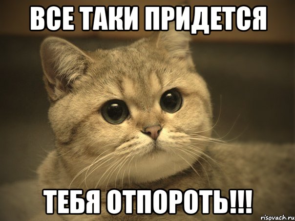 все таки придется тебя отпороть!!!, Мем Пидрила ебаная котик