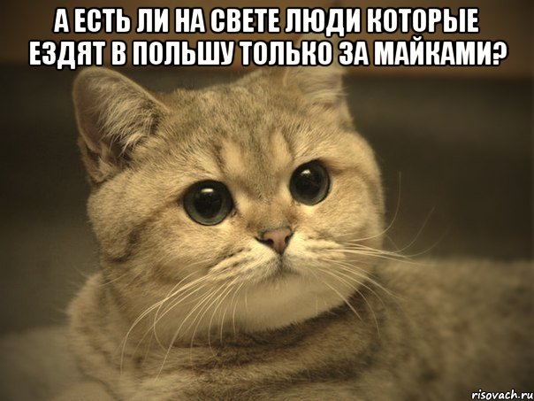 А есть ли на свете люди которые ездят в Польшу только за майками? , Мем Пидрила ебаная котик