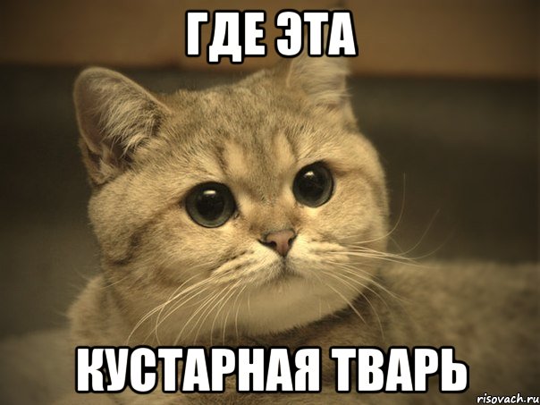 ГДЕ ЭТА КУСТАРНАЯ ТВАРЬ, Мем Пидрила ебаная котик