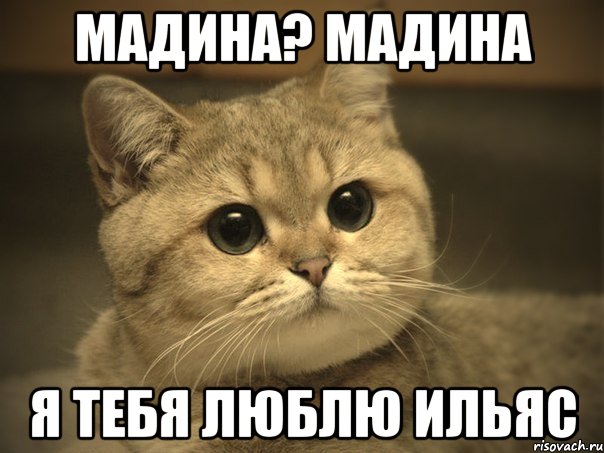МАДИНА? МАДИНА я тебя люблю Ильяс, Мем Пидрила ебаная котик