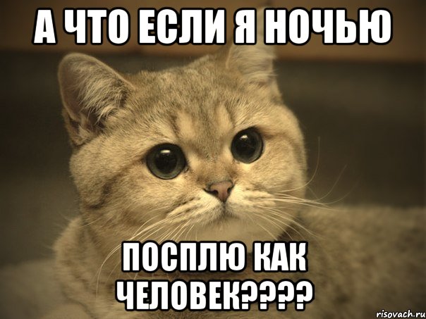 А что если я ночью Посплю как человек????, Мем Пидрила ебаная котик