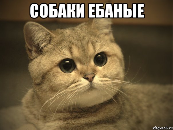 собаки ебаные 
