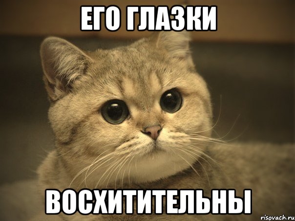 ЕГО ГЛАЗКИ ВОСХИТИТЕЛЬНЫ, Мем Пидрила ебаная котик