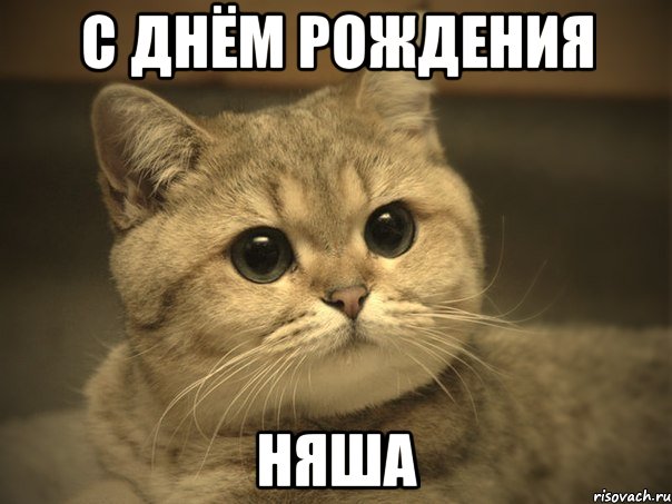 С днём рождения Няша, Мем Пидрила ебаная котик