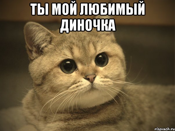 Ты мой любимый Диночка , Мем Пидрила ебаная котик