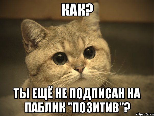 Как? Ты ещё не подписан на паблик "Позитив"?, Мем Пидрила ебаная котик