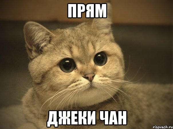 прям Джеки Чан, Мем Пидрила ебаная котик