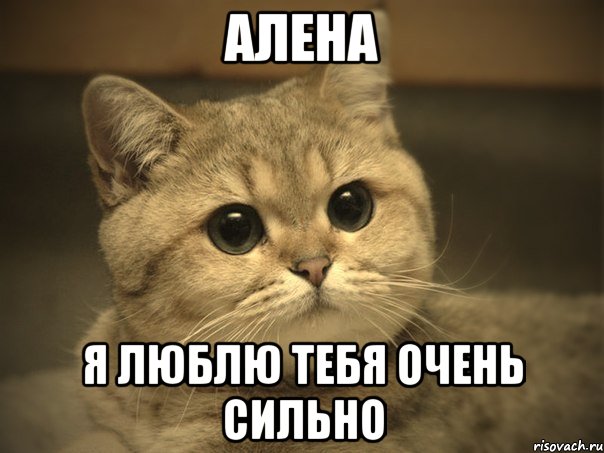 Алена я люблю тебя очень сильно, Мем Пидрила ебаная котик