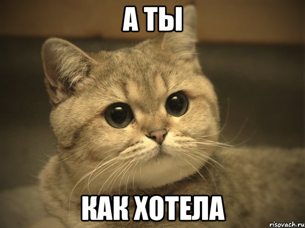 А ты как хотела, Мем Пидрила ебаная котик