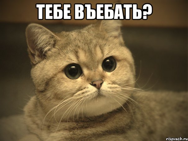 тебе въебать? , Мем Пидрила ебаная котик