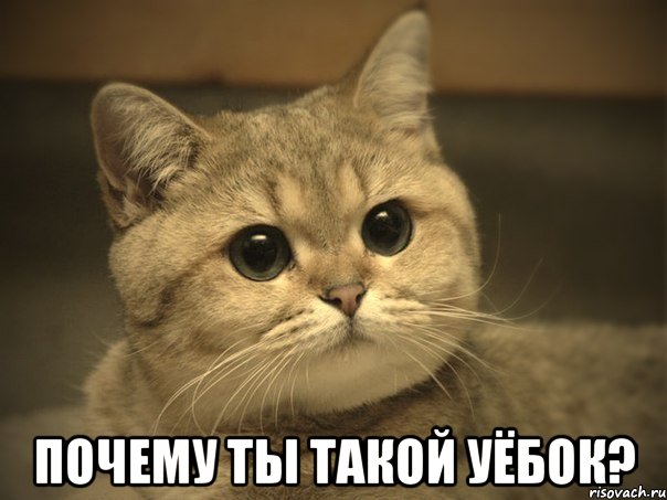  почему ты такой уёбок?, Мем Пидрила ебаная котик