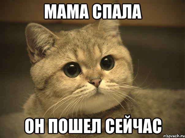 мама спала он пошел сейчас, Мем Пидрила ебаная котик