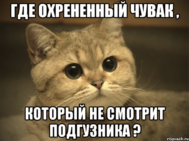 Где охрененный чувак , который не смотрит подгузника ?, Мем Пидрила ебаная котик