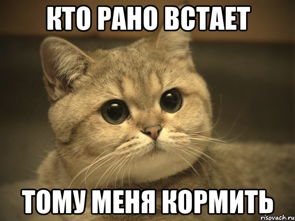 Кто рано встает Тому меня кормить