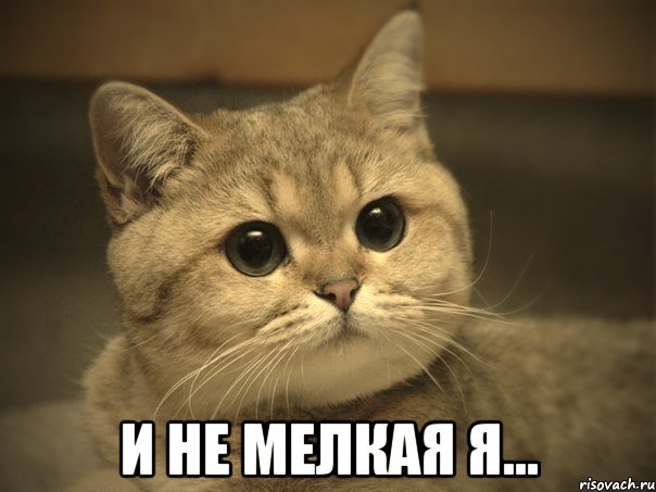  и не мелкая я..., Мем Пидрила ебаная котик