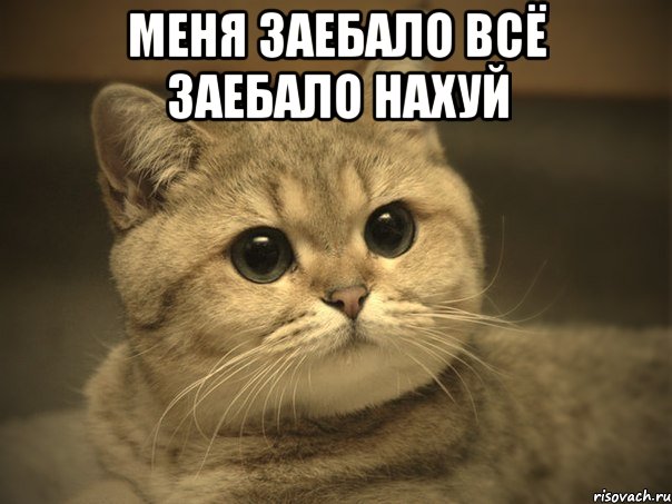 меня заебало всё заебало нахуй , Мем Пидрила ебаная котик