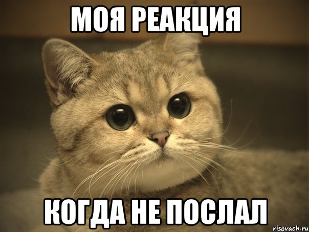 моя реакция когда не послал, Мем Пидрила ебаная котик