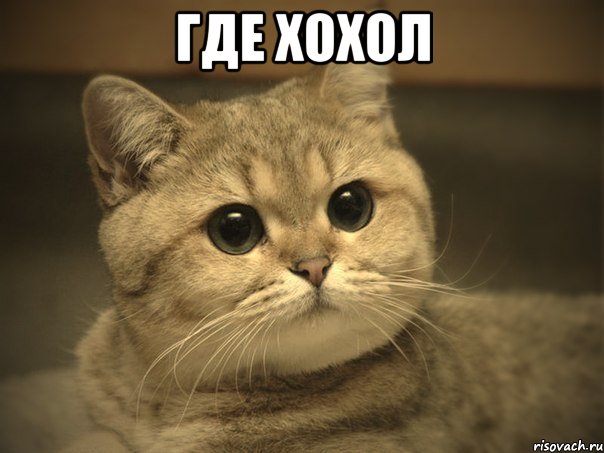 где хохол , Мем Пидрила ебаная котик