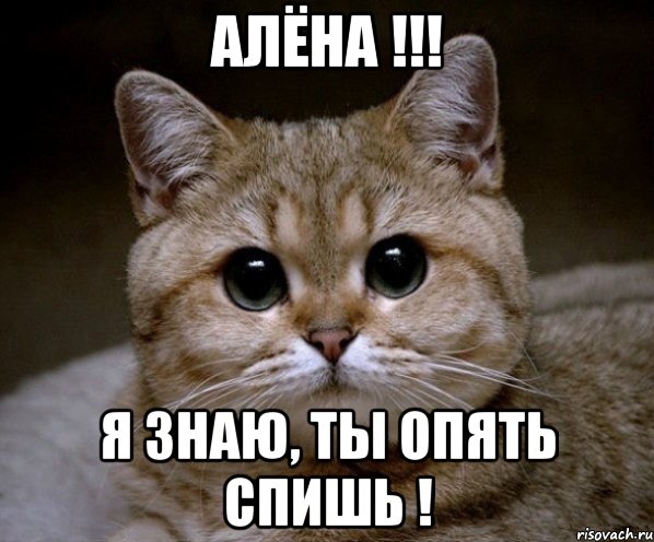 АЛЁНА !!! Я ЗНАЮ, ТЫ ОПЯТЬ СПИШЬ !, Мем Пидрила Ебаная