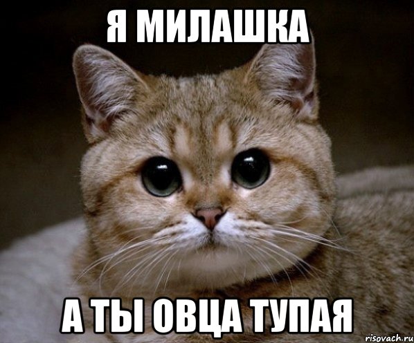 Я милашка А ты овца тупая, Мем Пидрила Ебаная