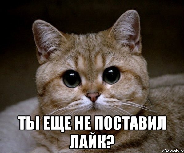  ты еще не поставил лайк?, Мем Пидрила Ебаная