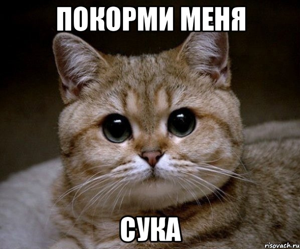 покорми меня СУКА, Мем Пидрила Ебаная