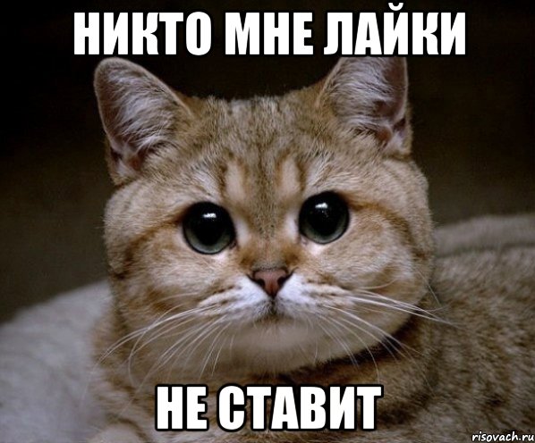 Никто мне лайки не ставит, Мем Пидрила Ебаная