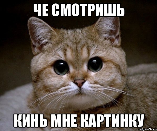 Че смотришь кинь мне картинку, Мем Пидрила Ебаная