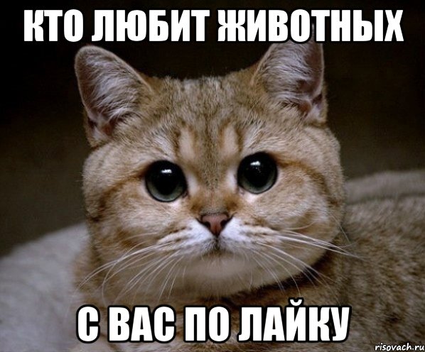 кто любит животных с вас по лайку, Мем Пидрила Ебаная