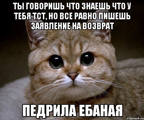 Ты говоришь что знаешь что у тебя ТСТ, но все равно пишешь заявление на возврат педрила ебаная, Мем Пидрила Ебаная