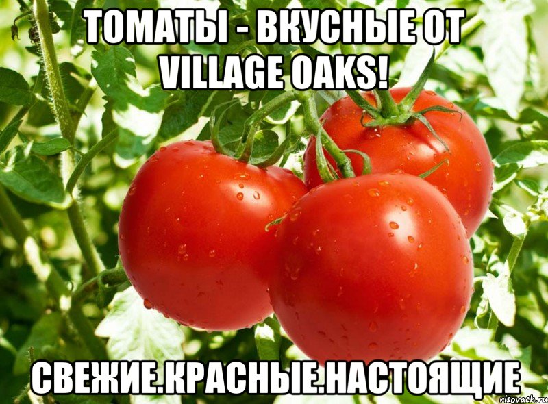 К чему снится огород с помидорами К чему снится огород с помидорами