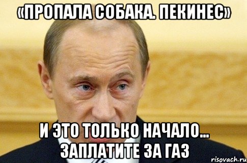 «Пропала собака. Пекинес» И это только начало… Заплатите за газ, Мем путин