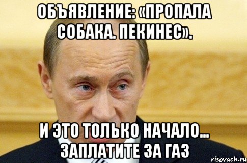 Объявление: «Пропала собака. Пекинес». И это только начало… Заплатите за газ, Мем путин