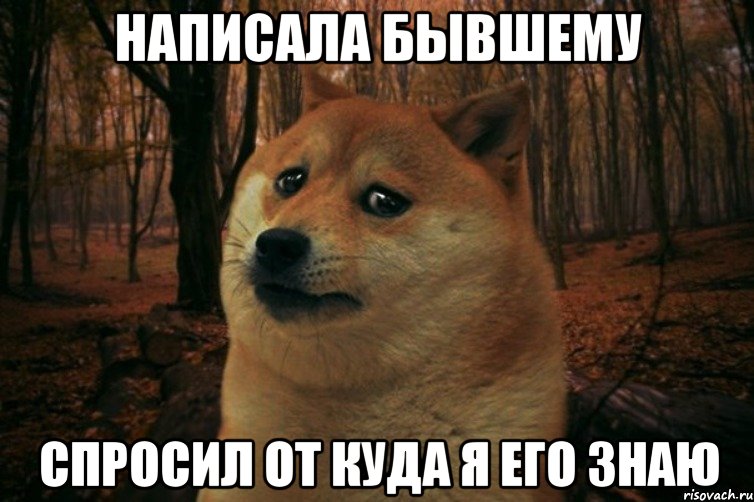 Написала бывшему спросил от куда я его знаю, Мем SAD DOGE