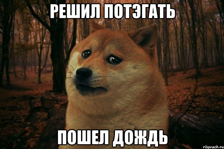 решил потэгать пошел дождь, Мем SAD DOGE