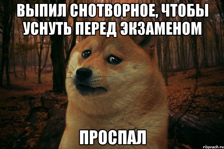 выпил снотворное, чтобы уснуть перед экзаменом проспал, Мем SAD DOGE