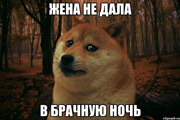 жена не дала в брачную ночь, Мем SAD DOGE