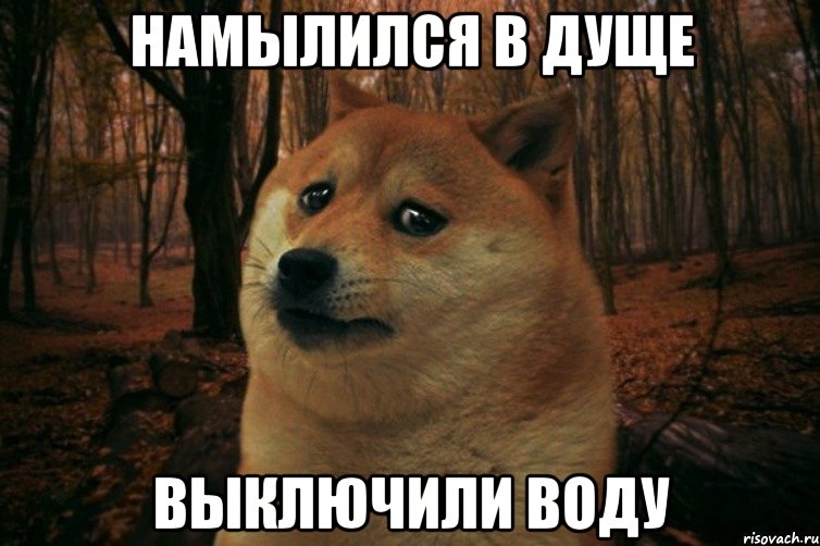 намылился в дуще выключили воду, Мем SAD DOGE