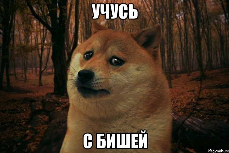 УЧУСЬ С БИШЕЙ, Мем SAD DOGE