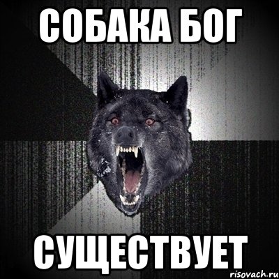 собака бог существует, Мем Сумасшедший волк