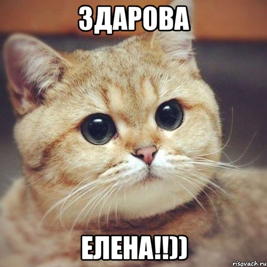 Здарова Елена!!)), Мем Пидрила ебаная котик