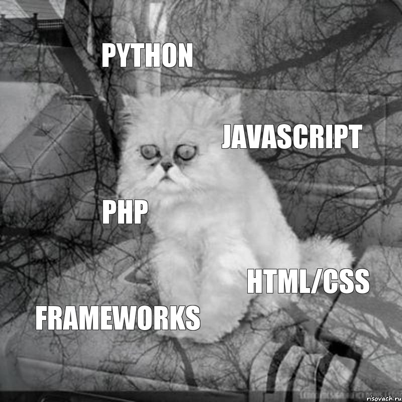 Python Javascript PHP HTML/CSS Frameworks, Комикс  кот безысходность