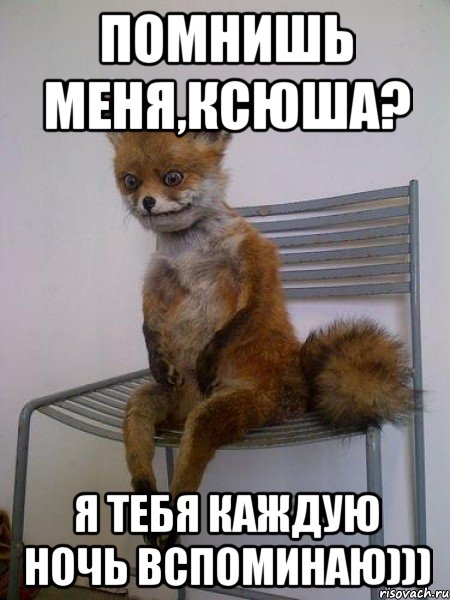 Помнишь меня,ксюша? Я тебя каждую ночь вспоминаю))), Мем Упоротая лиса