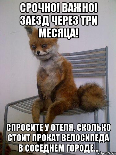 Срочно! Важно! Заезд через три месяца! Спросите у отеля, сколько стоит прокат велосипеда в соседнем городе..., Мем Упоротая лиса