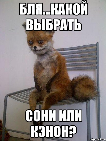 Бля...какой выбрать сони или кэнон?, Мем Упоротая лиса
