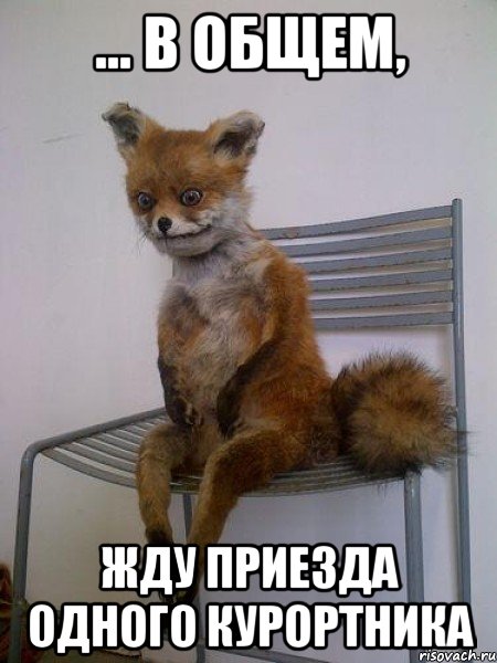 ... в общем, жду приезда одного курортника, Мем Упоротая лиса