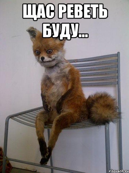 Щас реветь буду... , Мем Упоротая лиса